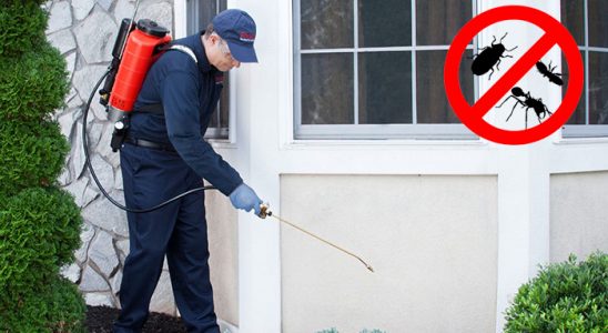 Kangal Kemirgen İlaçlama böcek ilaçlama ve haşere kontrolü — ilaclama-tr.com